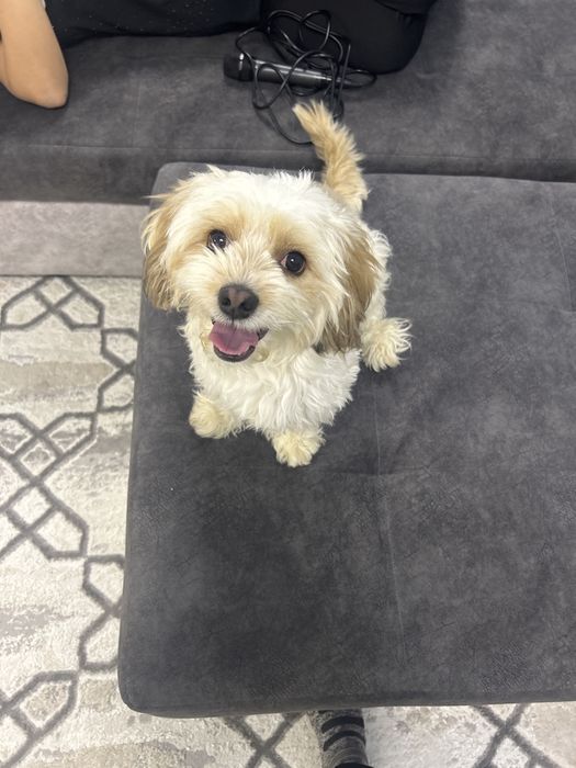 Готов к вязке Мальтипу помесь Пудель