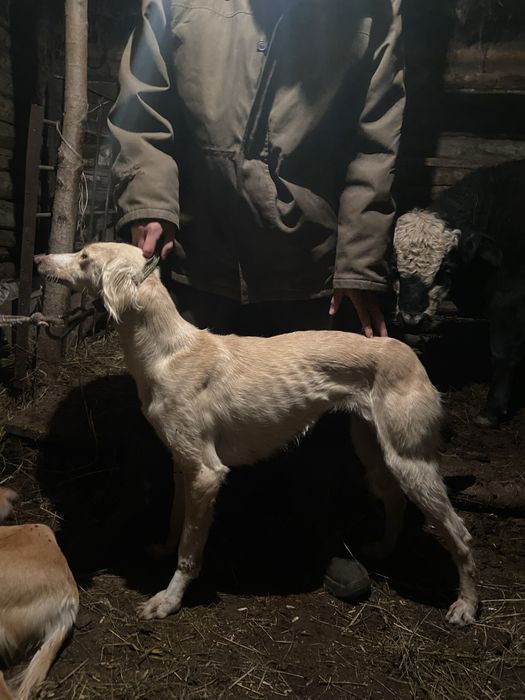 Тазы ургашы 2.5 жасар