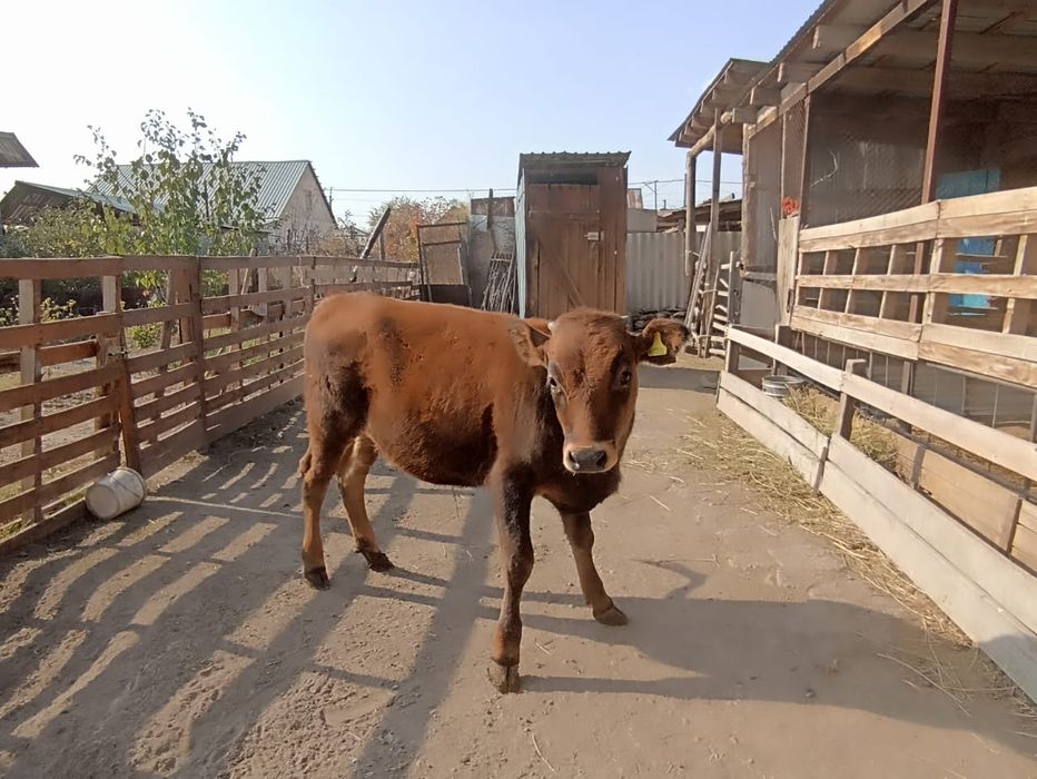 Продам теленок/ Бұзау сатылады