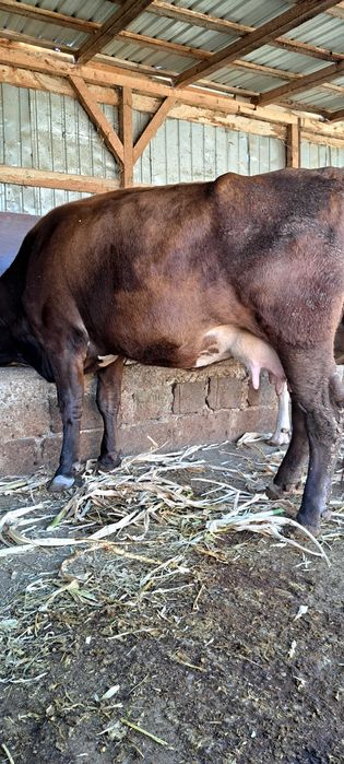 Vand vaca de lapte 7 fatari