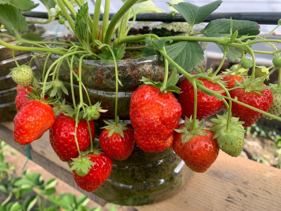 Stoloni de căpșuni si rasad