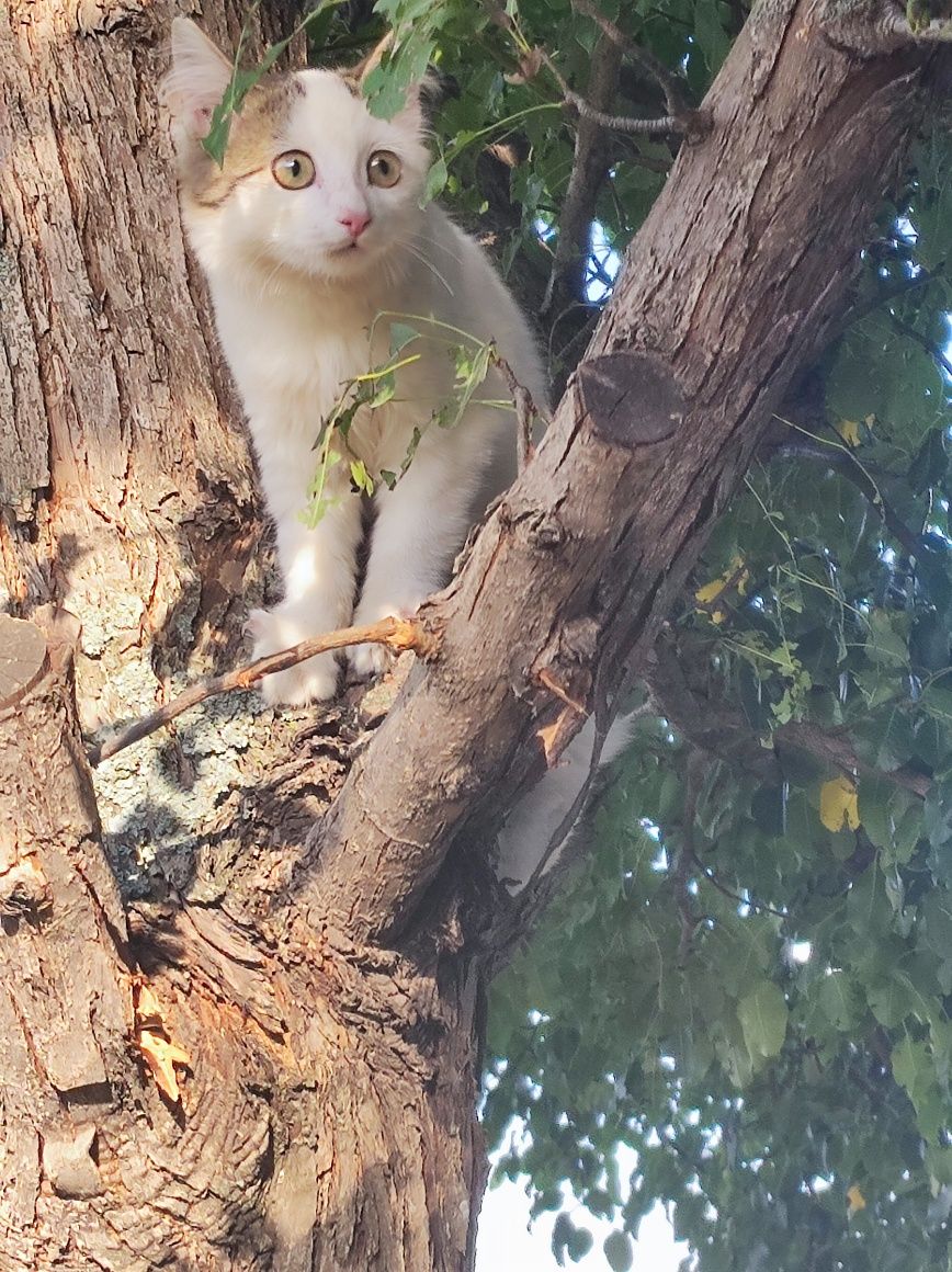 Котёнок от матери крысоловки