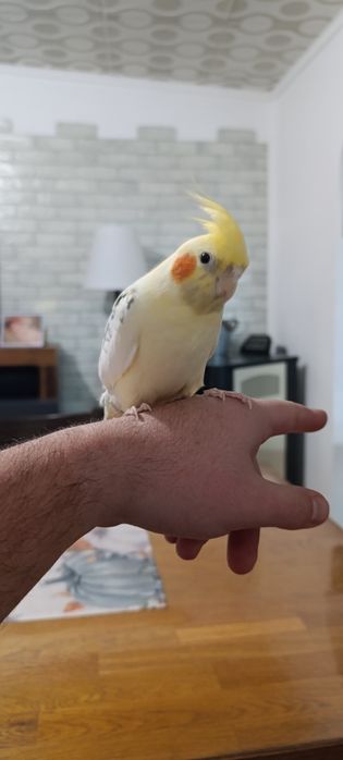 Социална Корема с голяма клетка