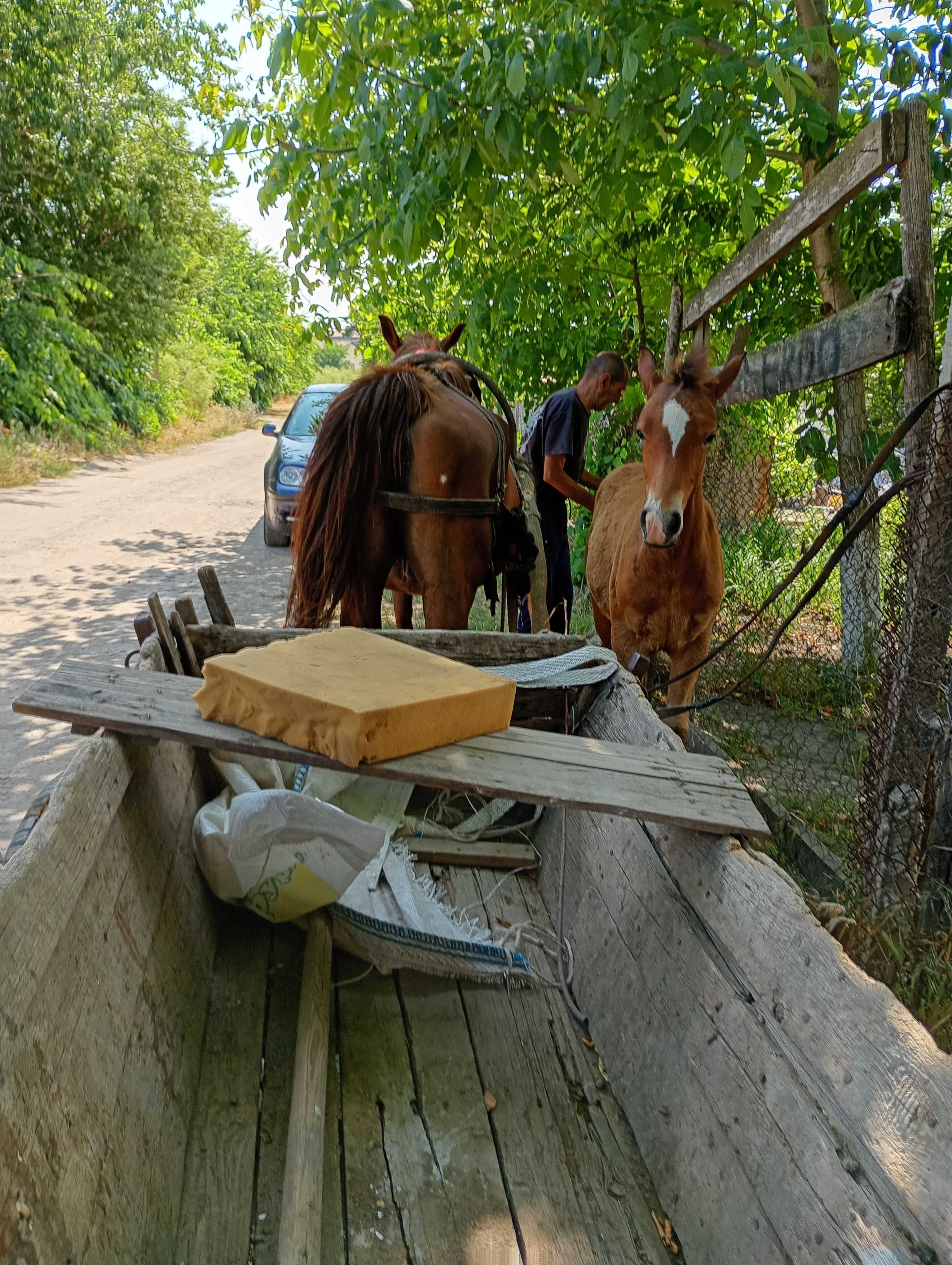 Кубила с конче фрициец