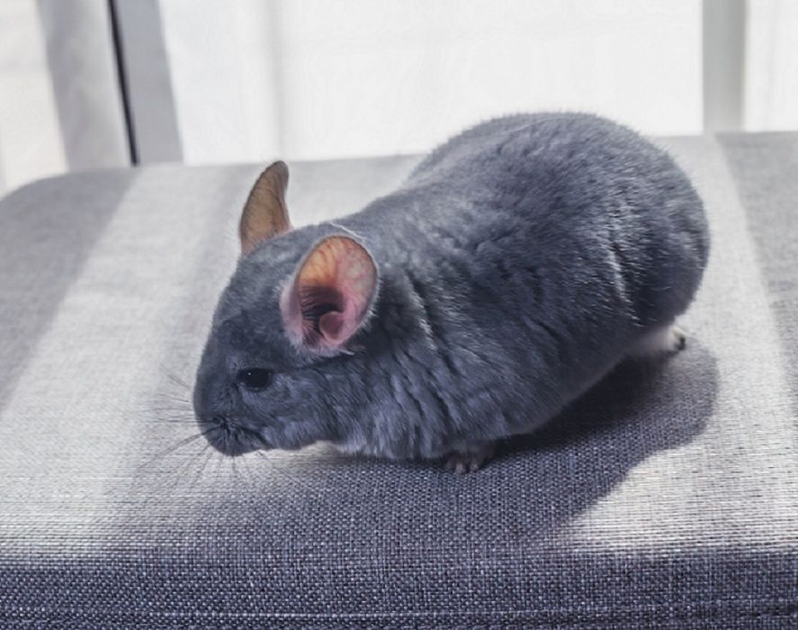 Chinchilla Sinsila Blue Diamond