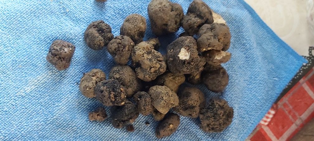delicatese rare,negre trufe spalate bagate in vid congelate