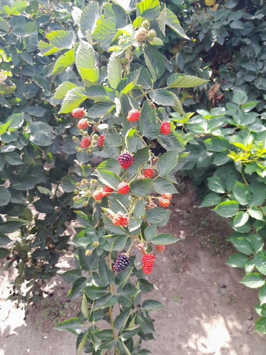 Продавам разсад къпини прима арк  45  целогодишни много едри и сладки