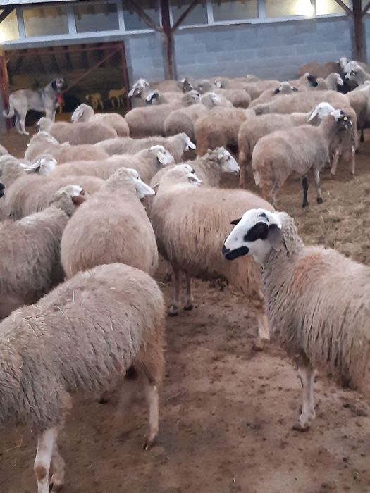 Овце порода аваси
