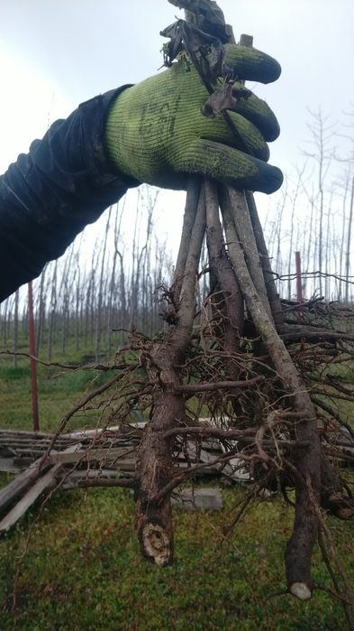 Puieți de paulownia