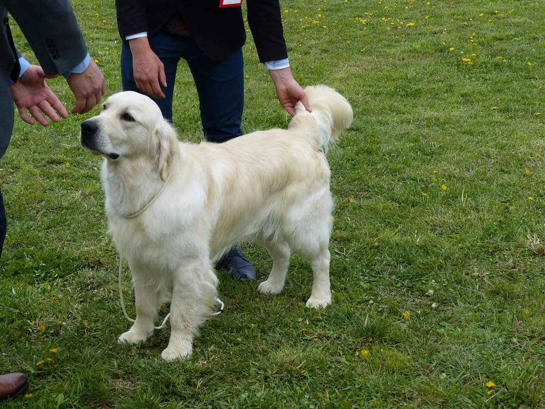 Golden Retriever Pedigree Tip A