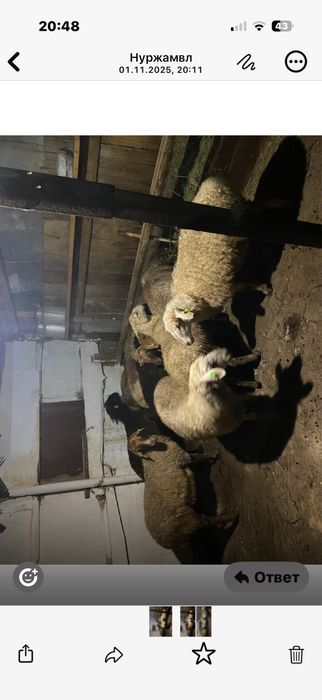 Коилар сатылады сектер