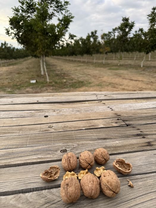 Орехи Чандлър собствено производство