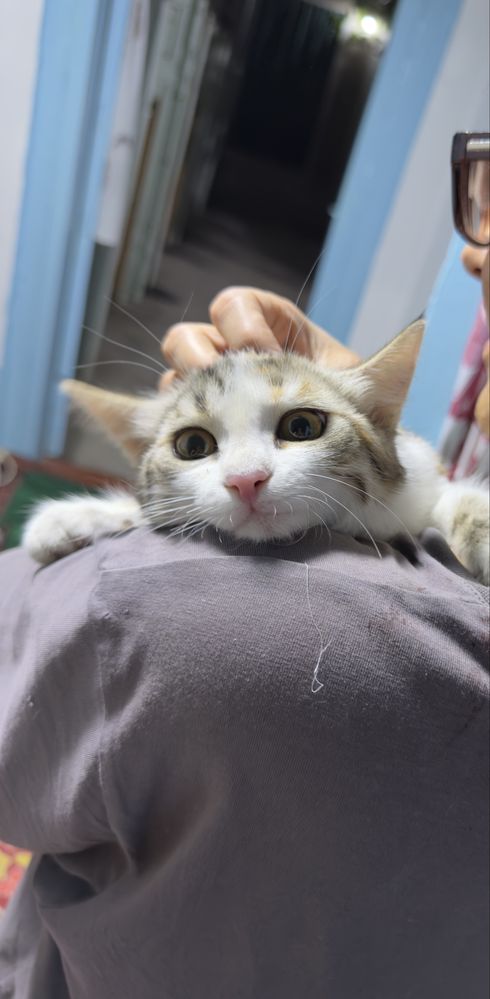 Домашний котенок бесплатно в добрые руки