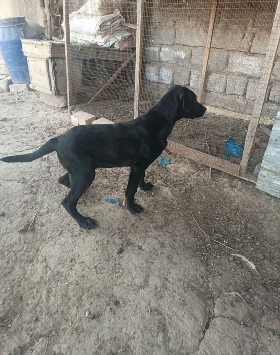 Lablador bolasi ,лоблодор