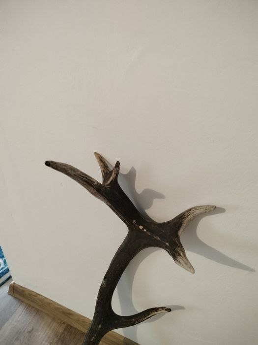 Coarne de cerb de vânzare