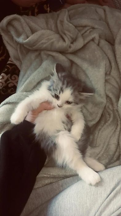 котенок и ее мама