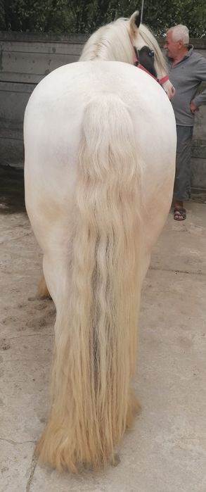 Vând Gypsy Vanner/Irish Cob