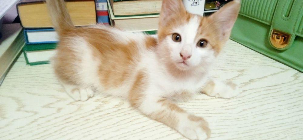 Продаётся котёнок