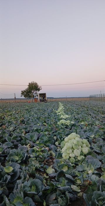 Vând varza Baverly Hills