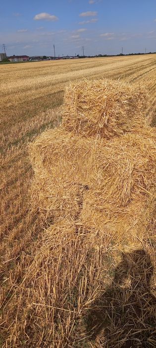 Vând baloti paie de grau