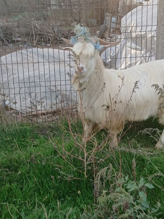 Se vinde  tap de anu trecut