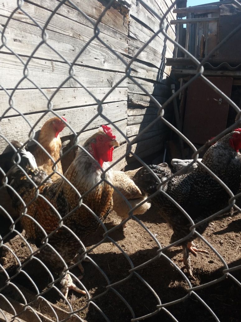 Продам куриные яйца на инкубацию
