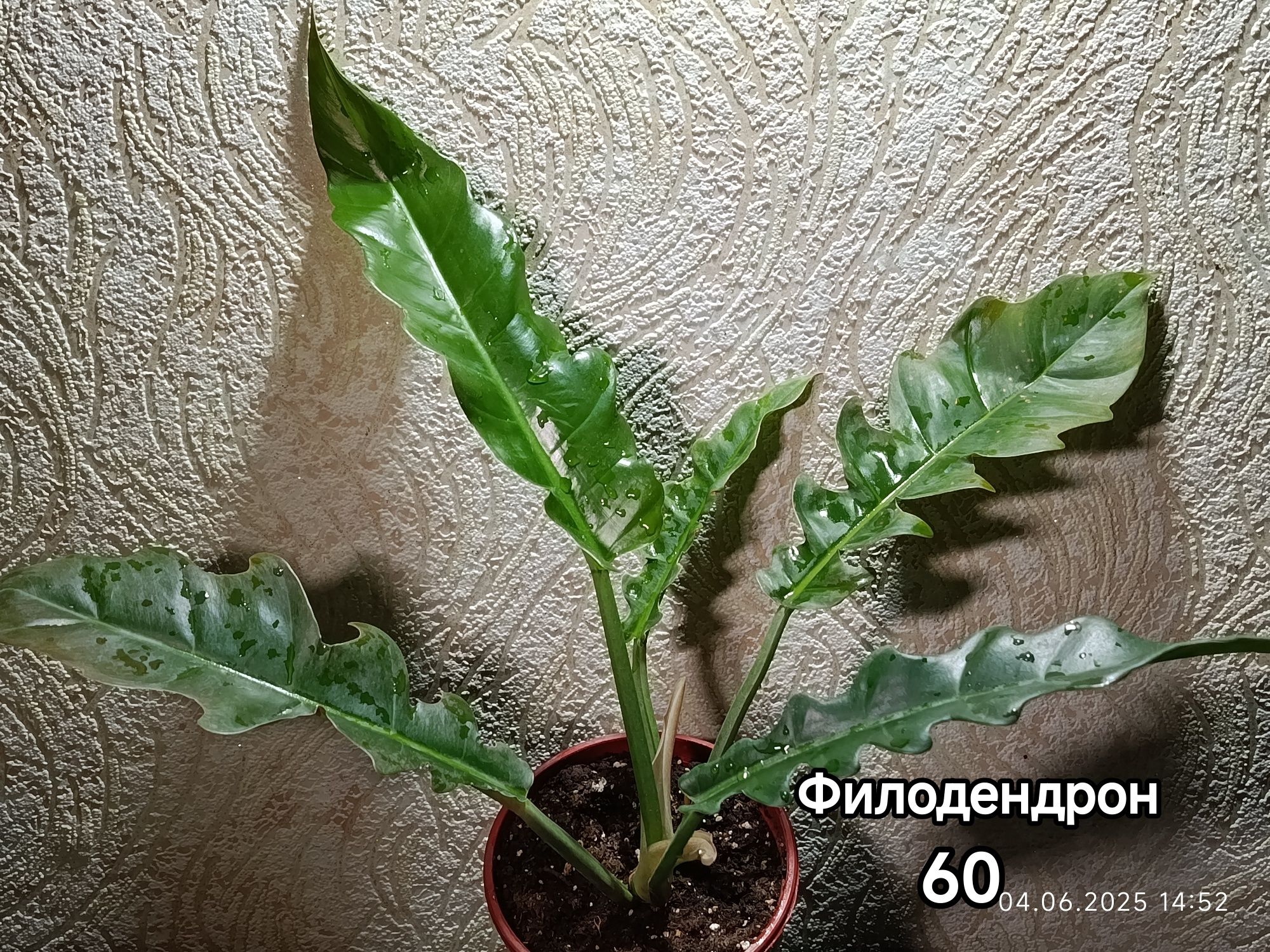 Продажа комнатных растений.