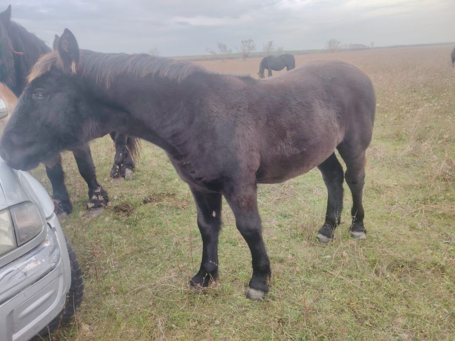 Pereche manze negre din părinți de rasa