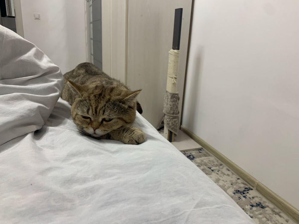 Отдам  свою кошку