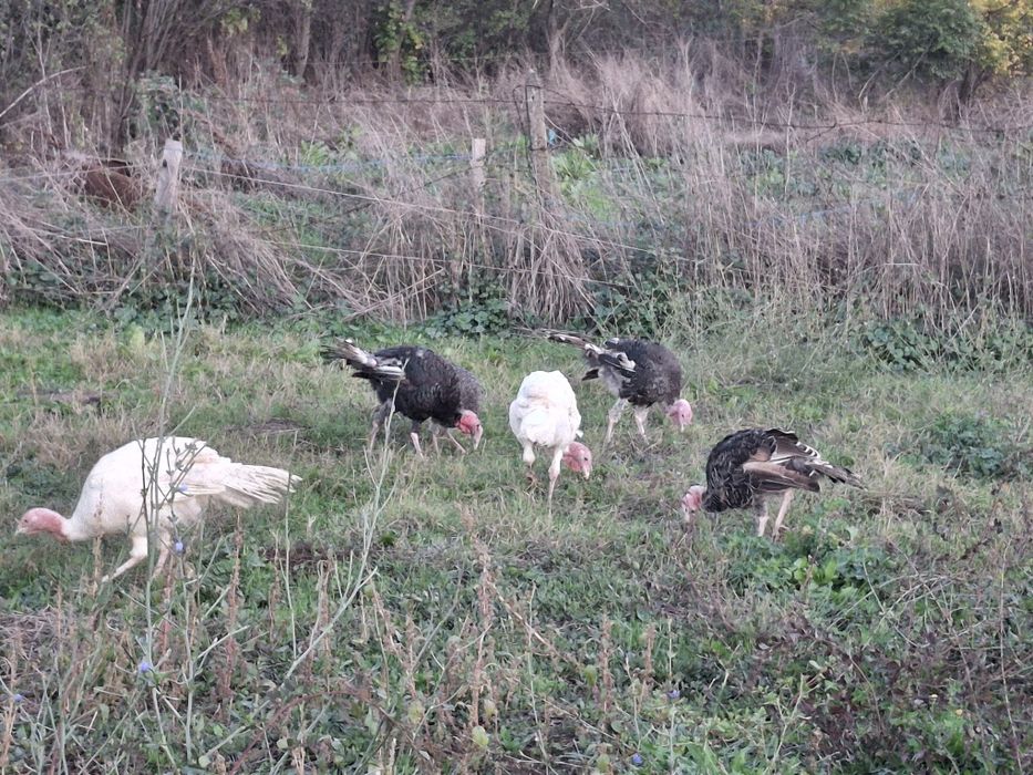 Домашни пуйки и пуяци