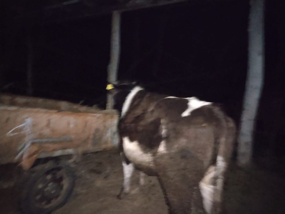 Vacă junică gestantă OFERTA