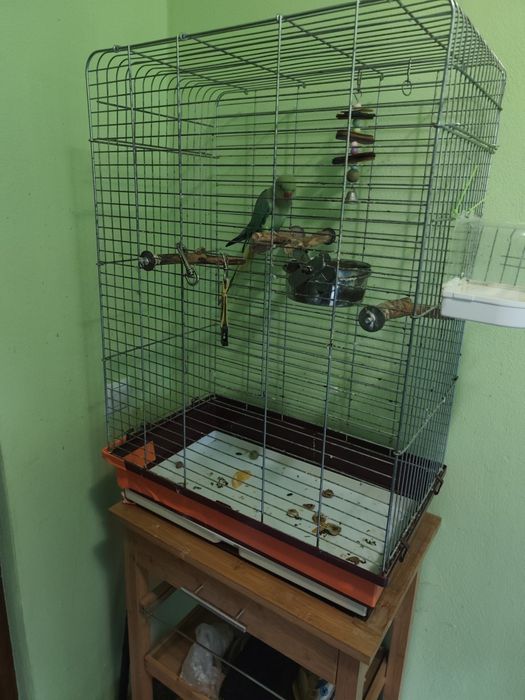 Papagal Micul Alexandru