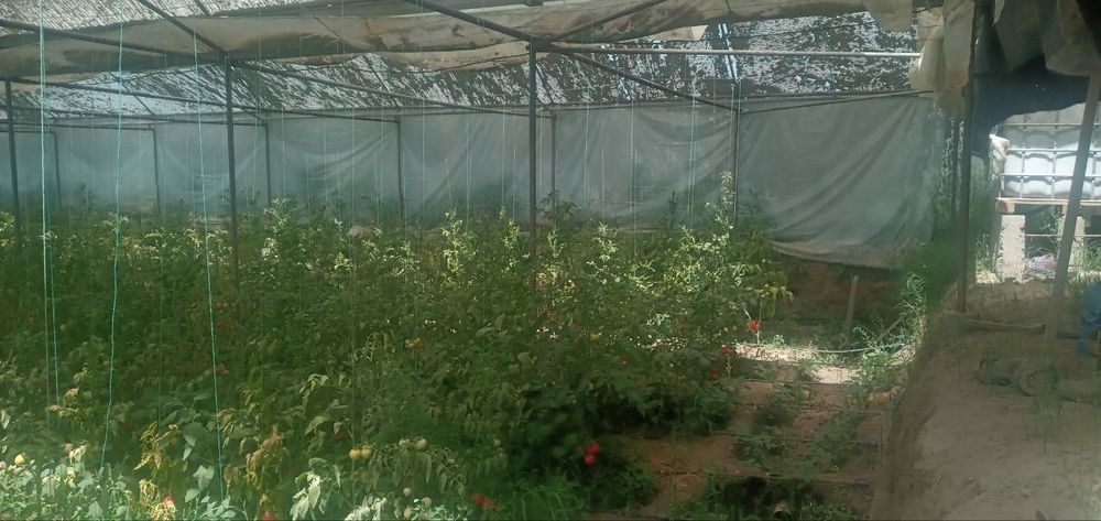 Иссиқхона 5,5 сотиқли arzonga tez sotiladi