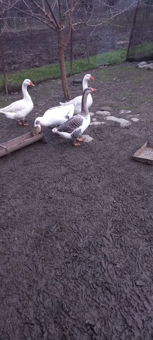 Vând gâscani de anul asta