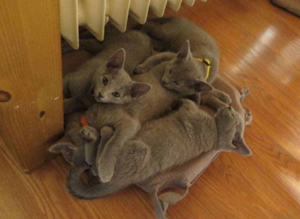 Продавам котенца,порода руска синя котка