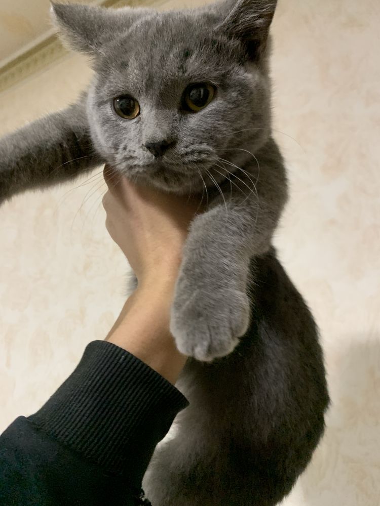 Brinatsyk mushu qarovsz qobketvotkani uchun sotlvoti