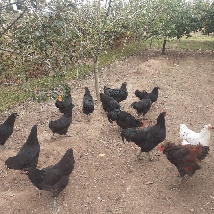 Vând puicuțe și cocoși australorp