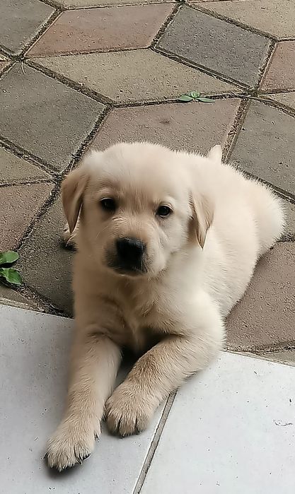 Labrador Retriever cu Pedigree FCI