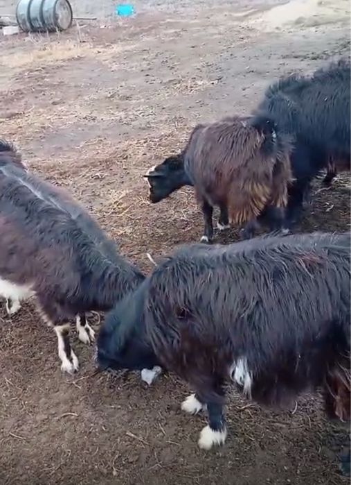 Ешкі сатылады 20-35 мын аралығы