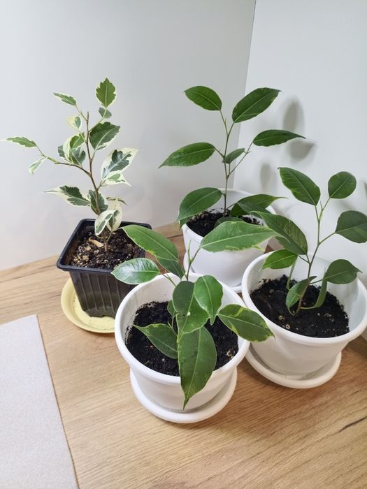 Фикусы бенджамина