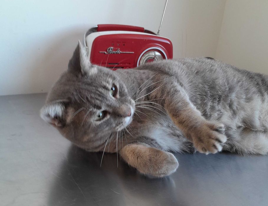 Adoptie pisica gri castrata Leea