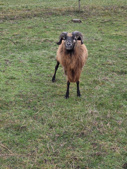 Vand berbec de Camerun