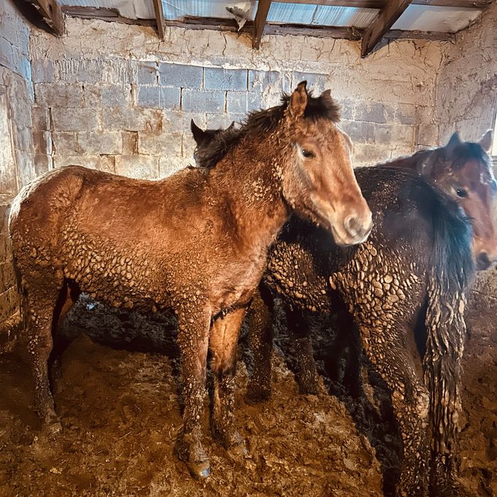 Соғым 1.5 жасар жылқы