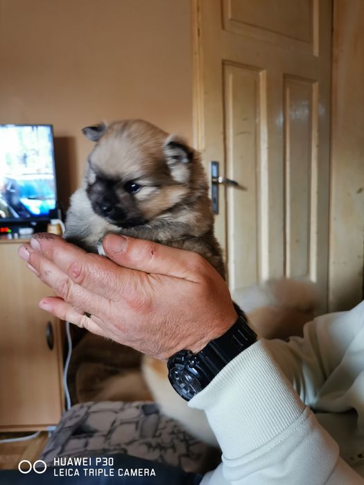 Померан, момиче.