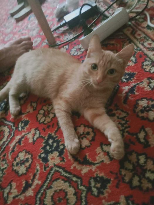 Котенок мальчик 2 месяца  отдам в добрые руки