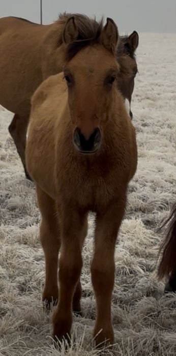 Жабағы 2 Еркек кенже туған