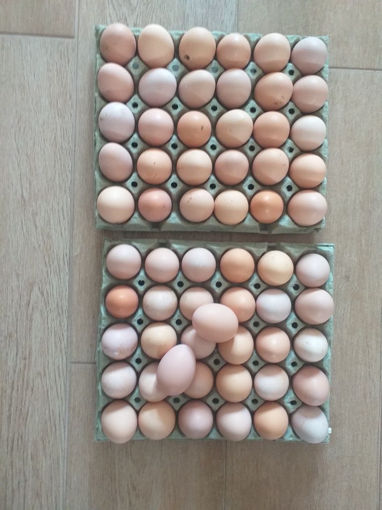 Ouă australorp de vânzare