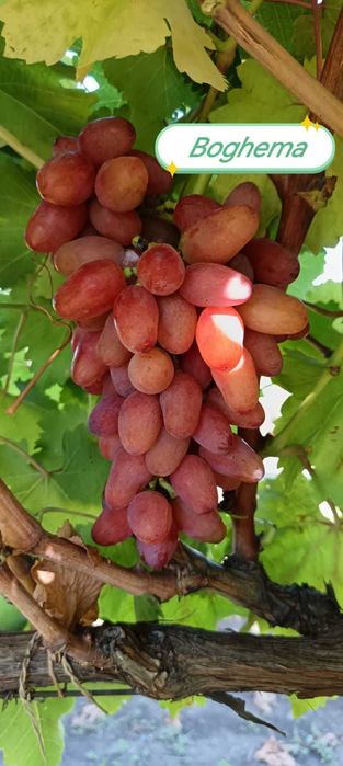 Butaşi viţă de vie ,suiuri de masă