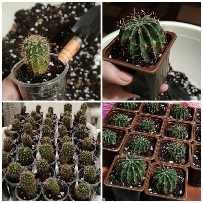 Продам недорого комнатные живые растюшки