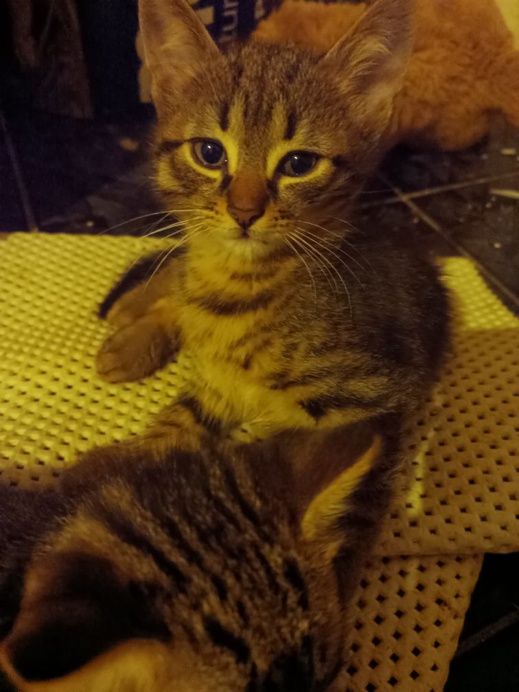Подарявам котенца